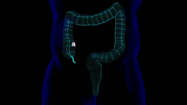 Ilustração Anatomia Humana Sistema Digestivo Intestino Grande Para Conceito Médico — Fotografia de Stock