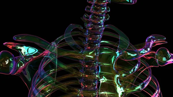Människans Skelett Anatomi För Medicinskt Begrepp Illustration — Stockfoto
