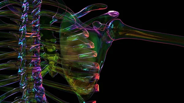 Anatomía Del Esqueleto Humano Para Concepto Médico Ilustración — Foto de Stock