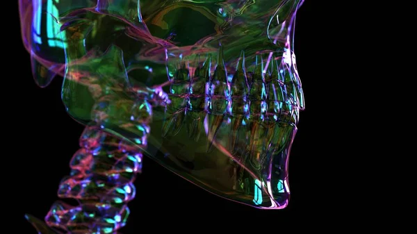 医学概念的人体骨骼解剖3D图解 — 图库照片