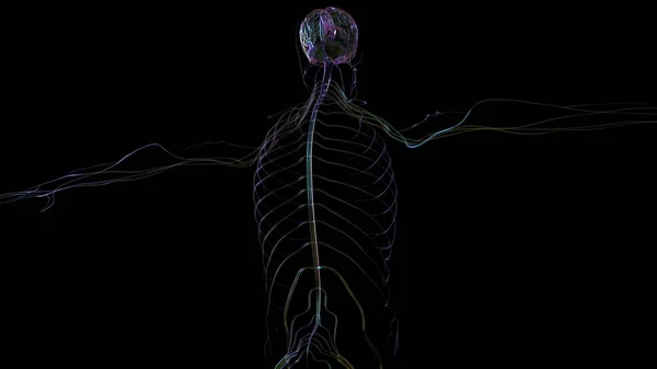 3Dイラスト 神経系を用いた人間の脳解剖学 — ストック写真
