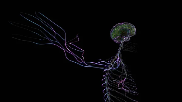 医学概念神经系统的三维人脑解剖图解 — 图库照片