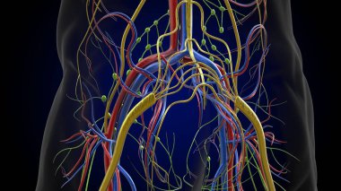 Tıbbi Konsept için İnsan Lenf Düğümleri Anatomisi 3 boyutlu Görüntü