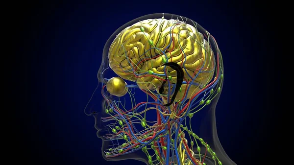 stock image Human brain anatomy for medical concept 3D illustration