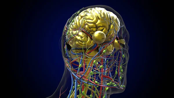 Анатомия Мозга Человека Медицинской Концепции Иллюстрации — стоковое фото