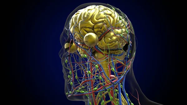 Anatomia Del Cervello Umano Concetto Medico Illustrazione — Foto Stock