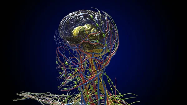 Anatomia Del Cervello Umano Concetto Medico Illustrazione — Foto Stock