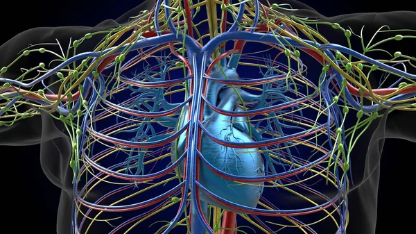 Ludzkie Serce Anatomia Dla Medycznej Koncepcji Ilustracji — Zdjęcie stockowe