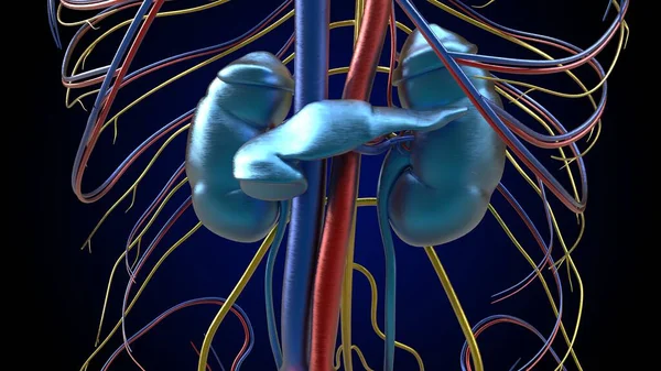 Human Kidney Anatomy Medical Concept Illustration — Photo