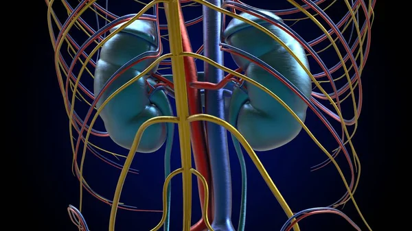 Human Kidney Anatomy Medical Concept Illustration — 图库照片