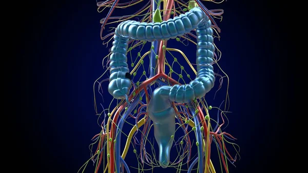 医学概念的大肠阑尾解剖3D图解 — 图库照片