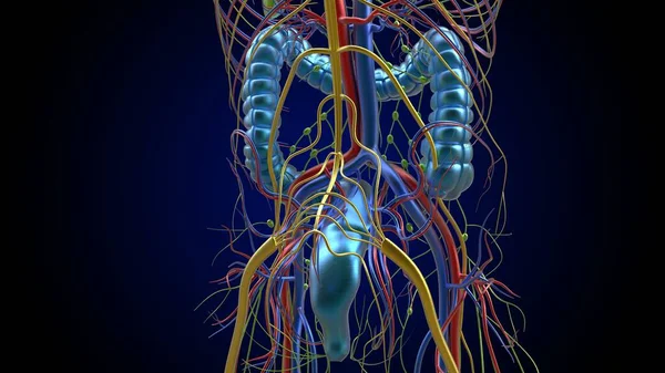 医学的概念のための大腸付録解剖学3Dイラスト — ストック写真