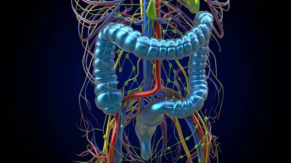 Large Intestine Appendix Anatomy Medical Concept Illustration — Stockfoto