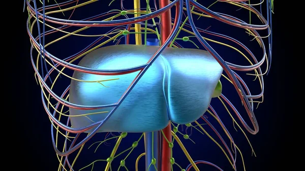 人体解剖学内部臓器肝解剖学医学的概念のための3Dイラスト — ストック写真