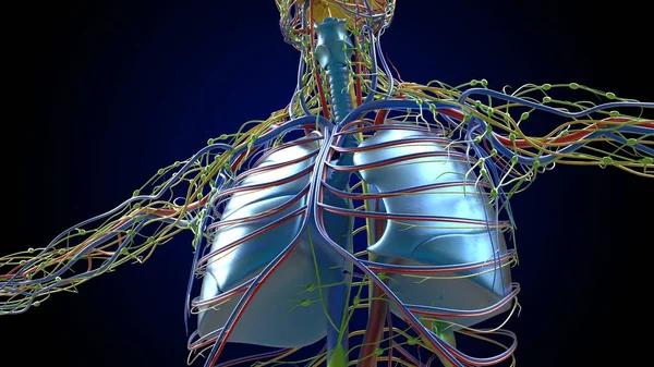 人类肺与气管解剖学医学概念3D图解 — 图库照片