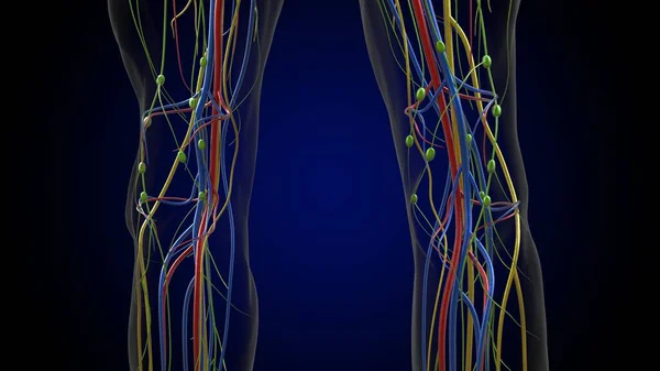医療概念のためのヒトリンパ節解剖学3Dイラスト — ストック写真