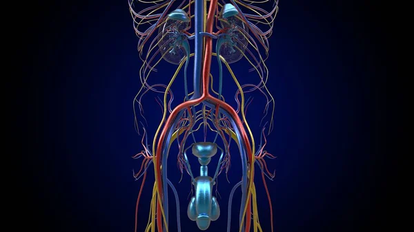 Anatomie Van Het Mannelijke Voortplantingssysteem Voor Medisch Concept Illustratie — Stockfoto
