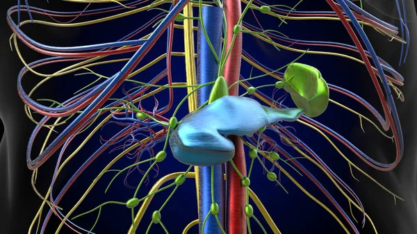 胰腺人体消化系统解剖的医学概念3D图解 — 图库照片