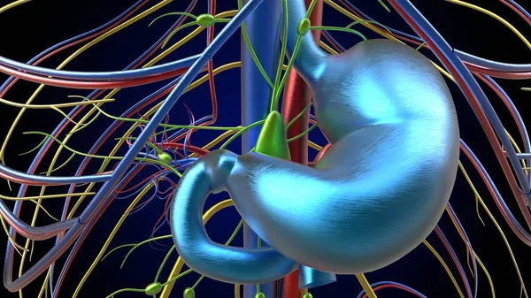 医学的概念のための人間の胃解剖図3Dイラスト — ストック写真