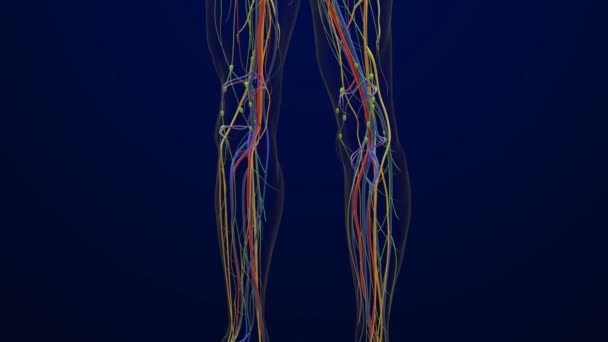 人体解剖学医学概念3D动画所有内脏器官 — 图库视频影像