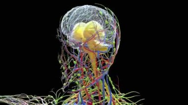 Tıbbi konsept için insan beyin anatomisi 3 boyutlu animasyon