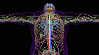 Tıbbi konsept için insan beyin anatomisi 3 boyutlu animasyon