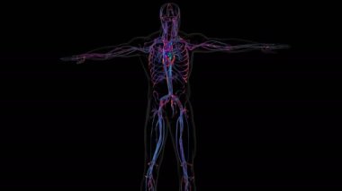 Dolaşım sistemi kan, kan damarları ve kalpten oluşan bir ağdır..