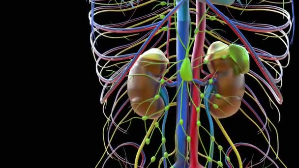 Human Urinary System Kidneys Bladder Anatomy Untuk Animasi Konsep Medis — Stok Video