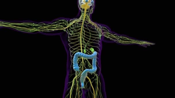 Animatie Anatomie Van Het Spijsverteringsstelsel Van Mens Dikke Darm Voor — Stockvideo