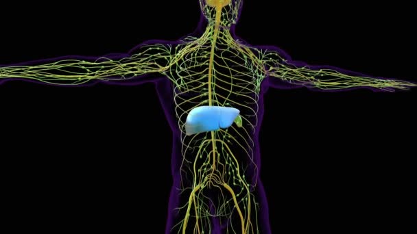 Hígado Anatomía Digestiva Humana Para Concepto Médico Animación — Vídeos de Stock