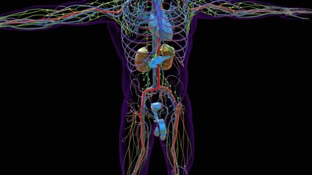 Sistema Reprodutor Masculino Com Anatomia Órgãos Renais Para Conceito Médico — Vídeo de Stock
