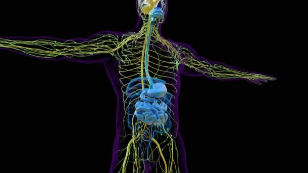 Anatomie Tenkého Střeva Pro Lékařský Koncept Animace — Stock video