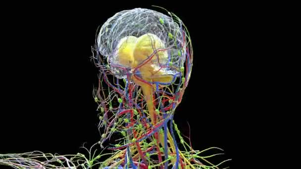 Anatomía Cerebral Humana Para Concepto Médico Animación — Vídeo de stock