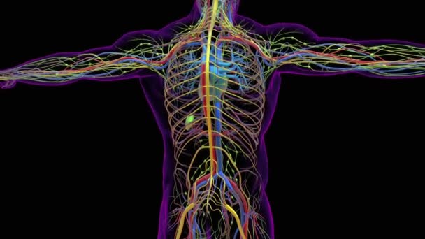 Human Brain Anatomy Medical Concept Animation — Stock Video