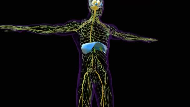 Lidská Membránová Anatomie Pro Lékařský Koncept Animace — Stock video