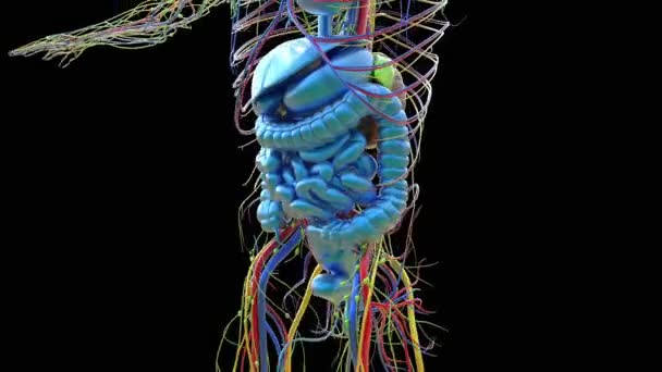 医学的概念のためのヒト消化器系解剖学3Dアニメーション — ストック動画