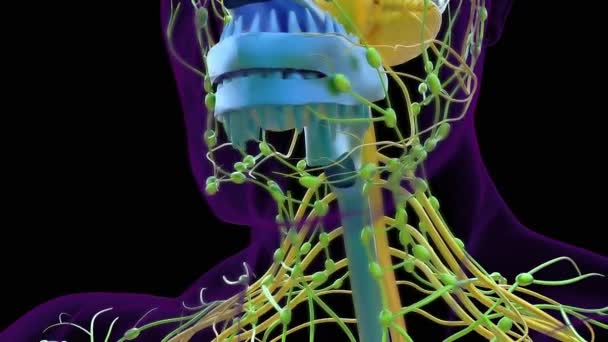 Menselijke Spijsverteringsstelsel Anatomie Voor Medisch Concept Illustratie — Stockvideo
