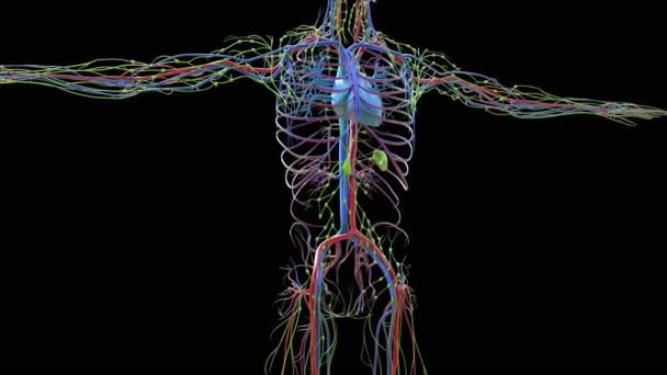 Anatomia Układu Krążenia Ludzkiego Serca Dla Koncepcji Medycznej Animacja — Wideo stockowe