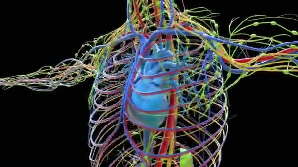 医学概念3D动画的人类心脏循环系统解剖 — 图库视频影像