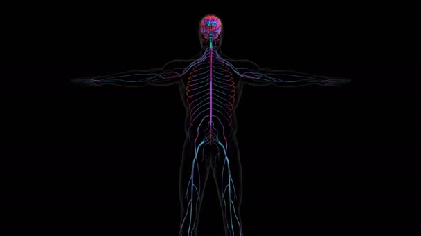 Lidský Mozek Ústředním Orgánem Lidského Nervového Systému Centrální Nervový Systém — Stock video
