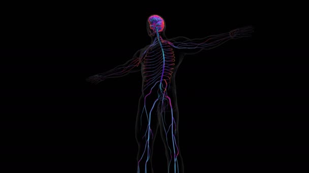 Lidský Mozek Ústředním Orgánem Lidského Nervového Systému Centrální Nervový Systém — Stock video
