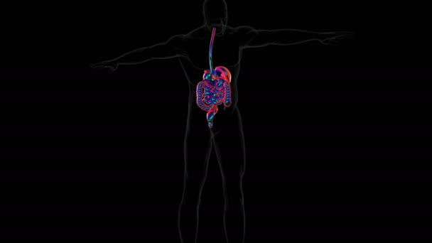 Nsan Sindirim Sistemi Gastrointestinal Kanal Sindirim Organlarından Dil Tükürük Bezleri — Stok video