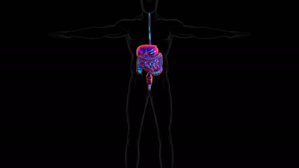 Het Spijsverteringsstelsel Van Mens Bestaat Uit Het Maagdarmkanaal Bijkomende Organen — Stockvideo