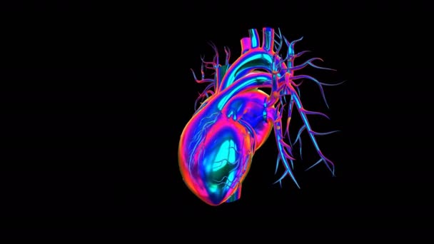 Sistema Circulatório Uma Rede Que Consiste Sangue Vasos Sanguíneos Coração — Vídeo de Stock