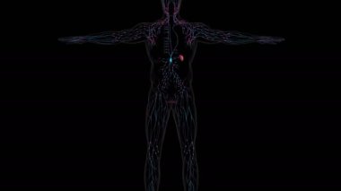 Tıbbi Konsept için İnsan Lenf Düğümleri Anatomisi 3 boyutlu Görüntü