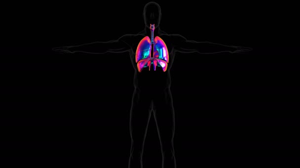 Ludzie Mają Dwa Płuca Prawe Płuco Lewe Płuco Znajdują Się — Wideo stockowe