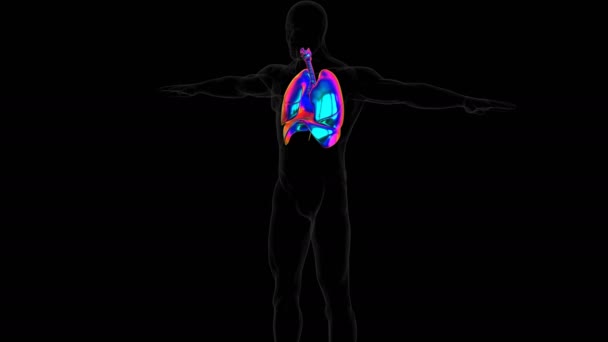 Nsanların Iki Akciğeri Bir Sağ Akciğeri Bir Sol Akciğeri Vardır — Stok video