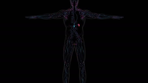 医学概念3D图解的人体淋巴结节解剖 — 图库视频影像