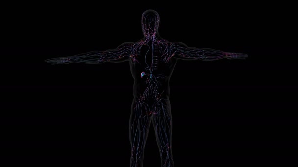 Human Lymph Nodes Anatomy Medical Concept Illustration — Stock Video