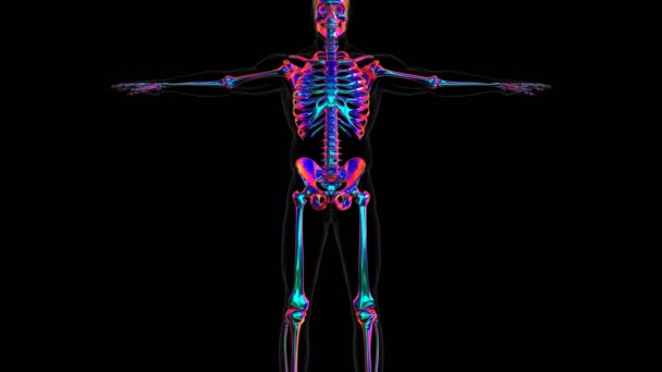 人体骨格頭蓋骨前骨解剖学3Dイラスト 医学的概念のためのイラスト — ストック動画